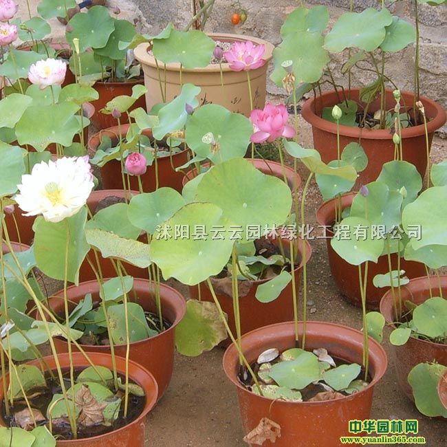 ɻ硢ɏ硢ԺɻˮֲɻС