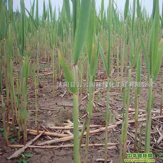 JȔJȔ硢ˮֲˮJȔJȔ