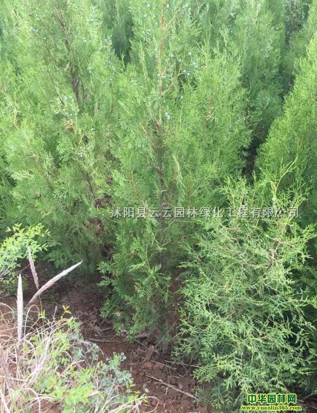 Ȱؘ硢ǧ^ؘ硢ȰС硢Ȱ