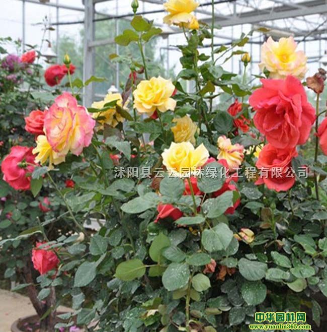 ¼ƷN¼¼F¼С