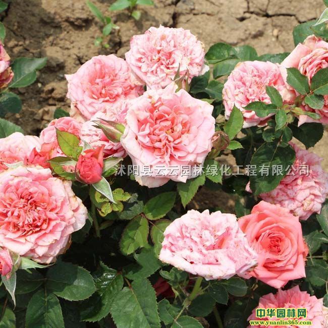 @ʯõ@ʯõ廨С硢@ʯõ幤硢辰ԡ@