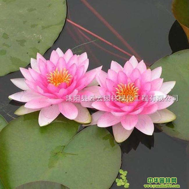 ˯ɏ硢˯ɏС硢ѩɏˮֲ˯ɏ