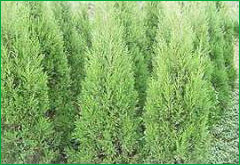 r(nng)ѩɣVmu\(chng)ֱN(xio)