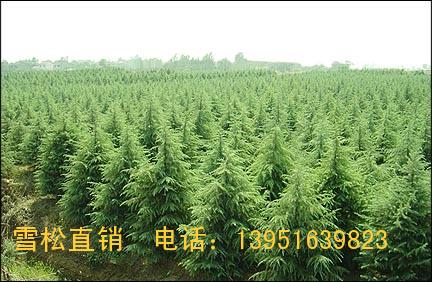 ѩɣVmu\(chng)ֱN(xio)