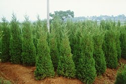 ѩVmu\(chng)ֱN(xio)