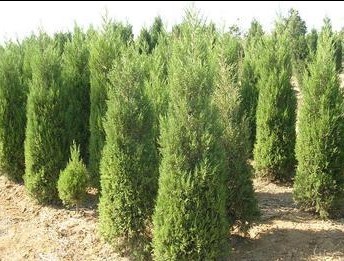 ̓r̎һIB(yng)ؘu