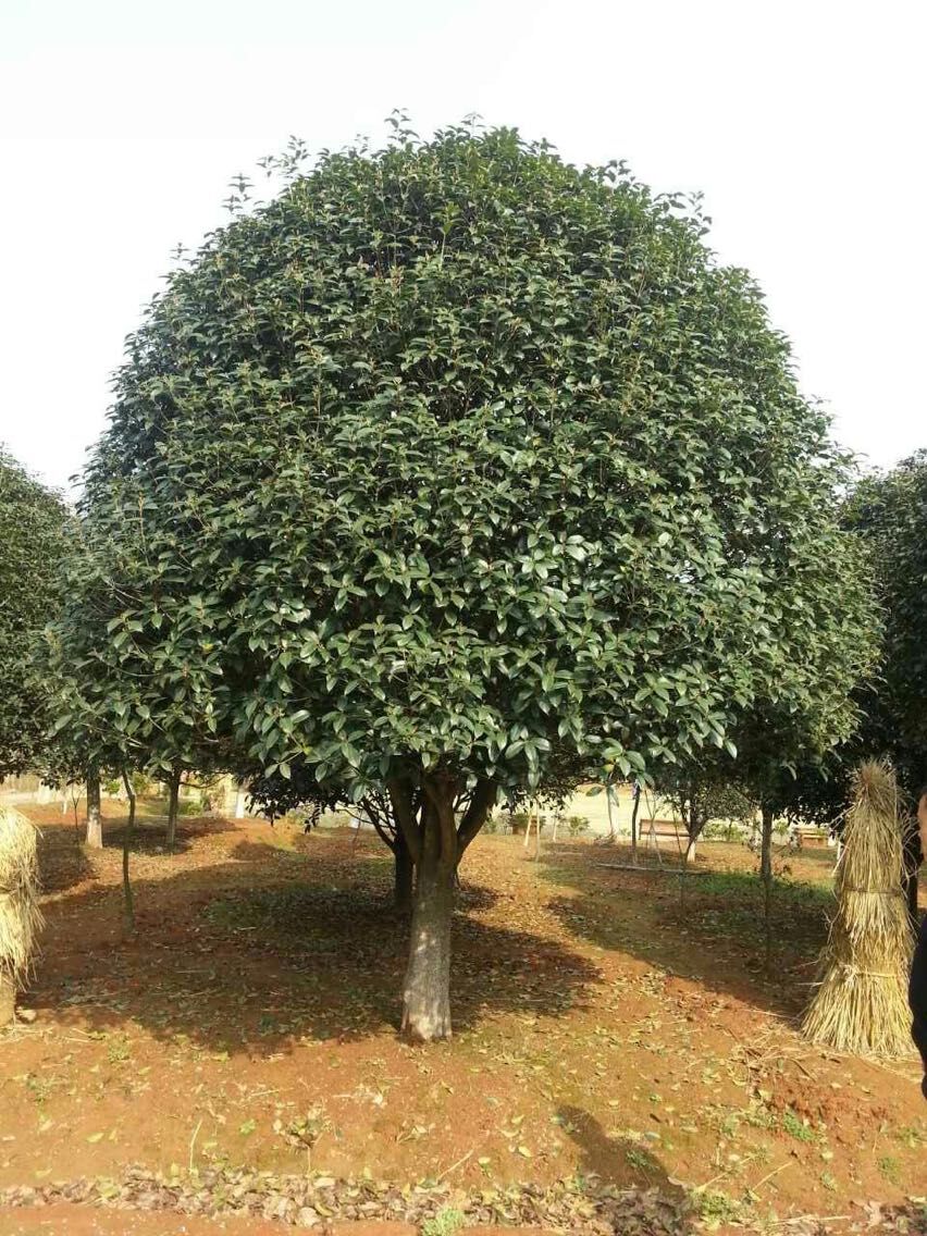 𻨡䡢_hɡVm軨÷ľ