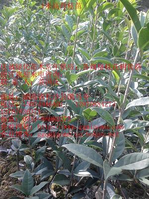 1׸ߵ硢𻨘䡢t~ʯ骡y߅ʹ𡢏Vm