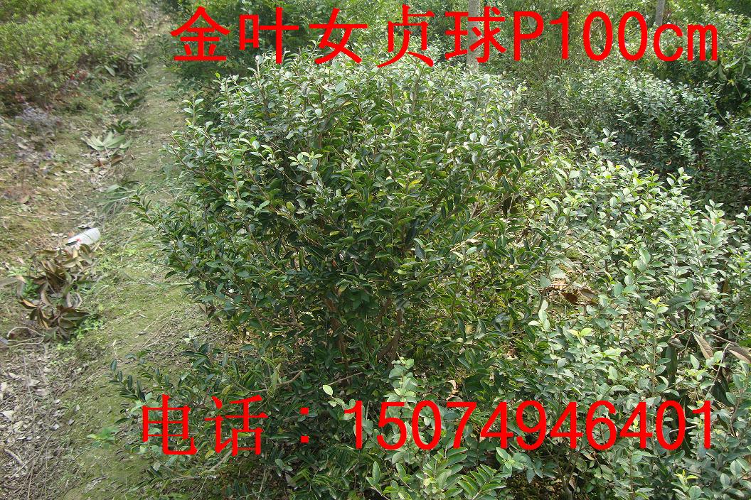 ~Ůؑ򡢼t^ľ򡢼t~ʯ򡢺ͩ򡢴~S