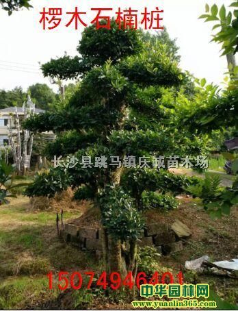 ͙ľʯ骙ľʯ骘ϙľʯ