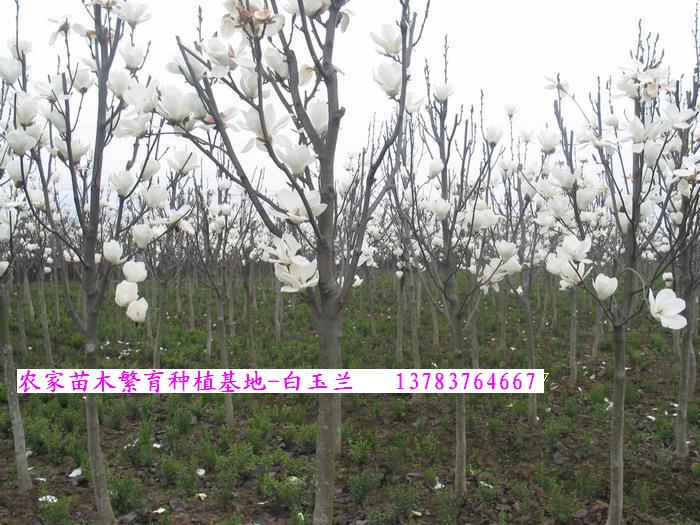 mrVmrmr񡢼tmrSmr