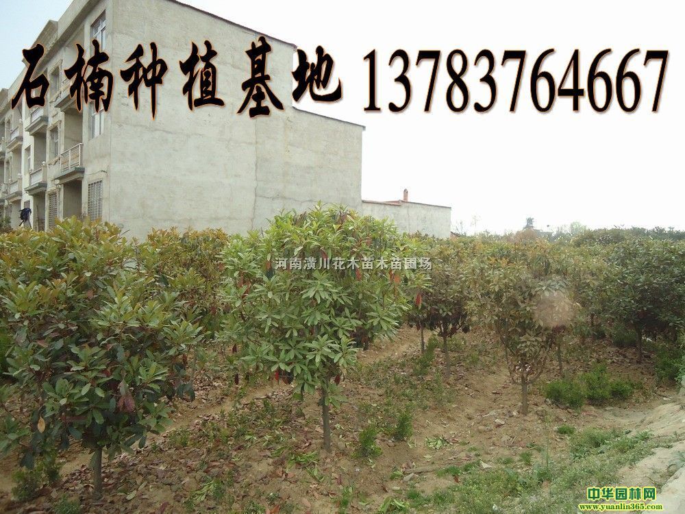 ʯʯľʯ骡ʯ骡Uʯ