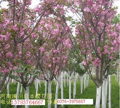 ѻNġ~ŮؑߗU~ŮؑС~Ůؑͩ