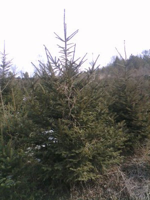 ɼtɡǗȸNҎ(gu)ľGľ