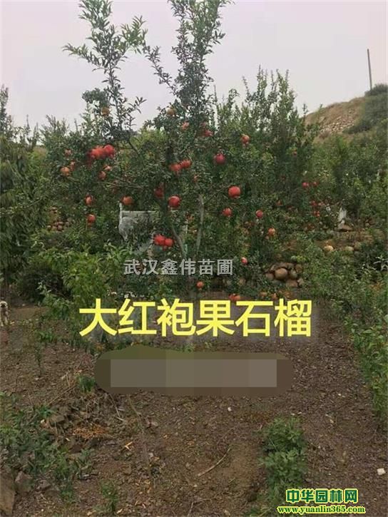 ʯt۹ʯiƤʯܛʯꖼtʯ