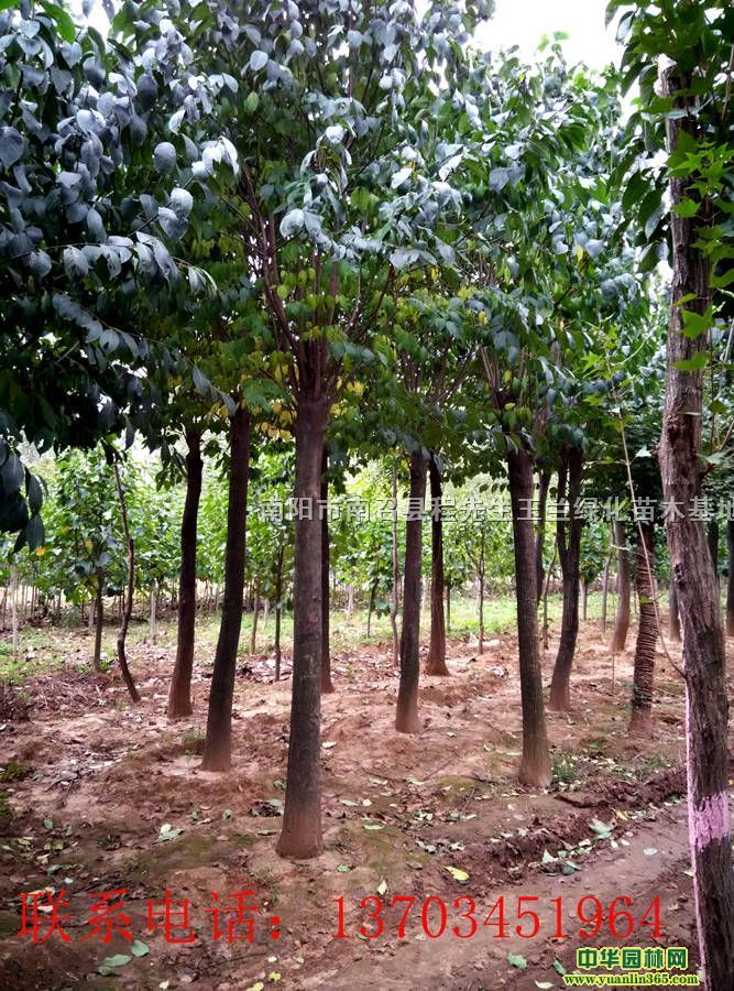 Lڵ̓rٷNӡzdľ