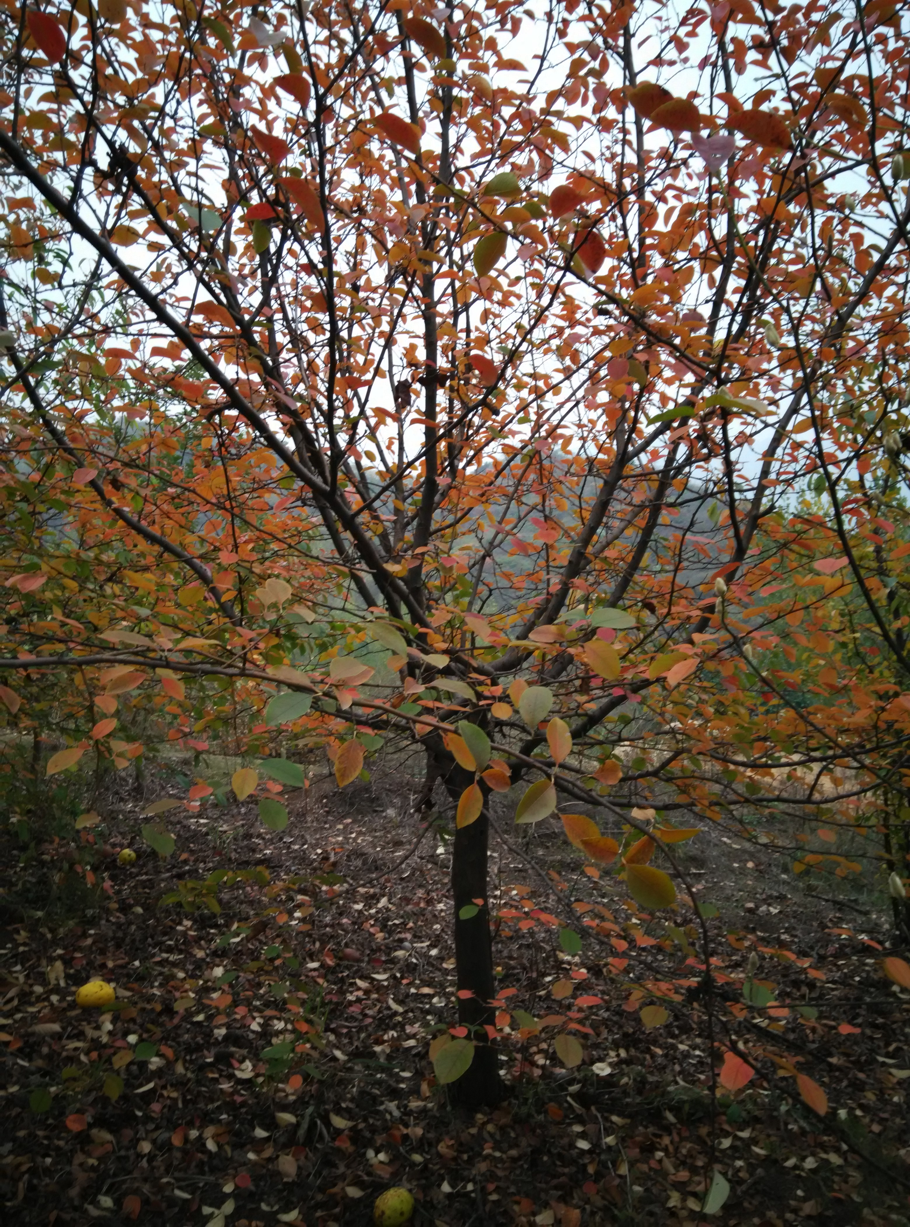 各種規格文冠果