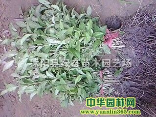 ~ŮؑС硢ޱС硢Сľ