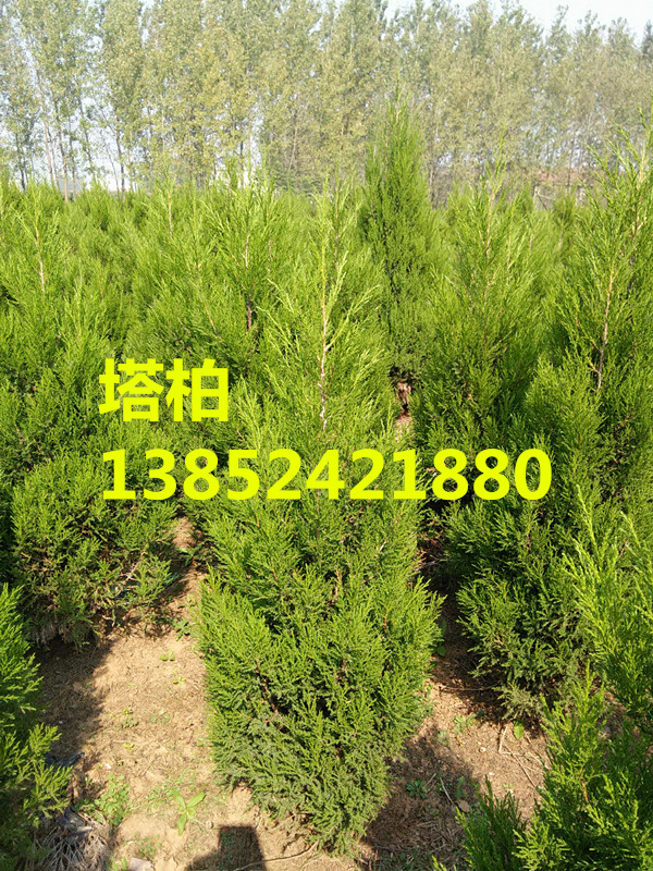 50公分塔柏價格報價、60公分塔柏價格批發、塔柏規格齊全