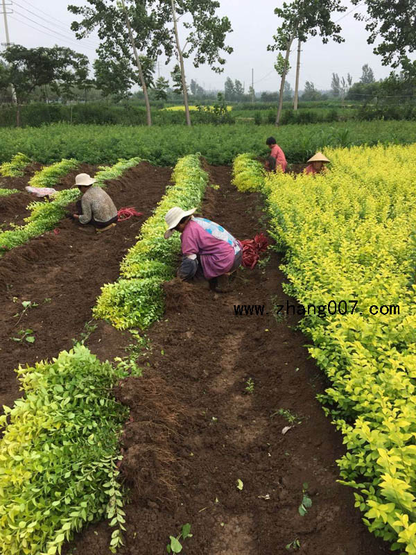 ~Ůؑ~SSС~Ůؑ-߶50