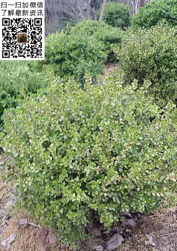 ~S򡢼t~СС~Ůؑ100-120