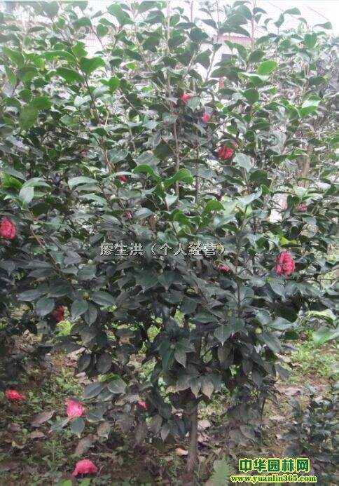 宜賓市翠屏區洪蘋花卉種植專業合作社