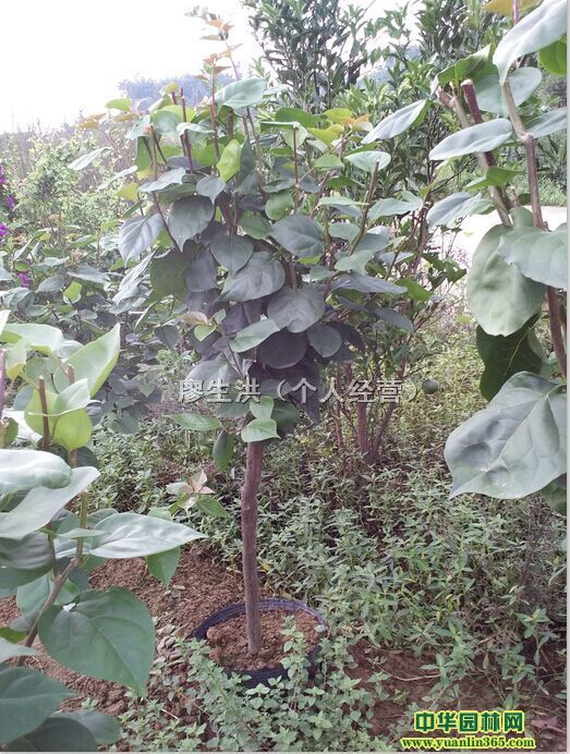 宜賓市翠屏區洪蘋花卉種植專業合作社