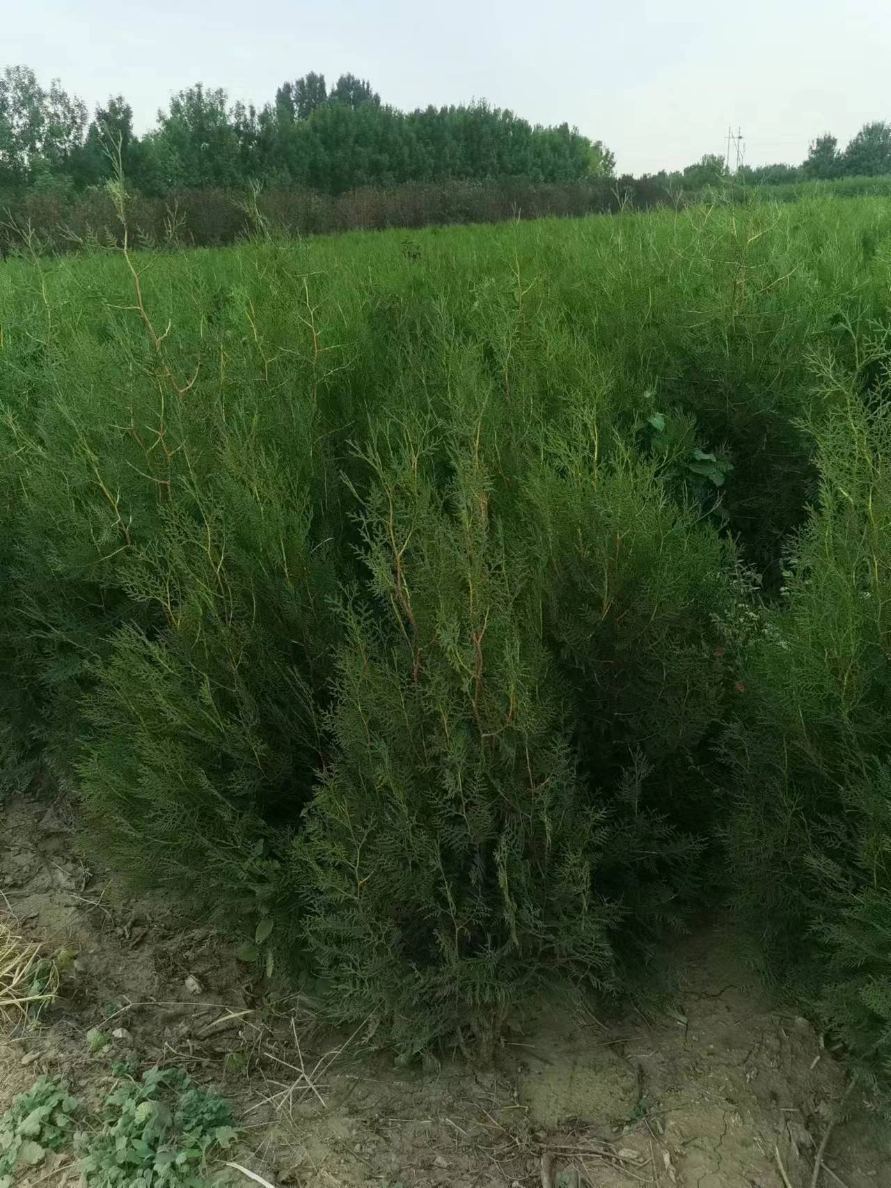 ȰС硢ӱȰءȰػء0.52ׂȰ