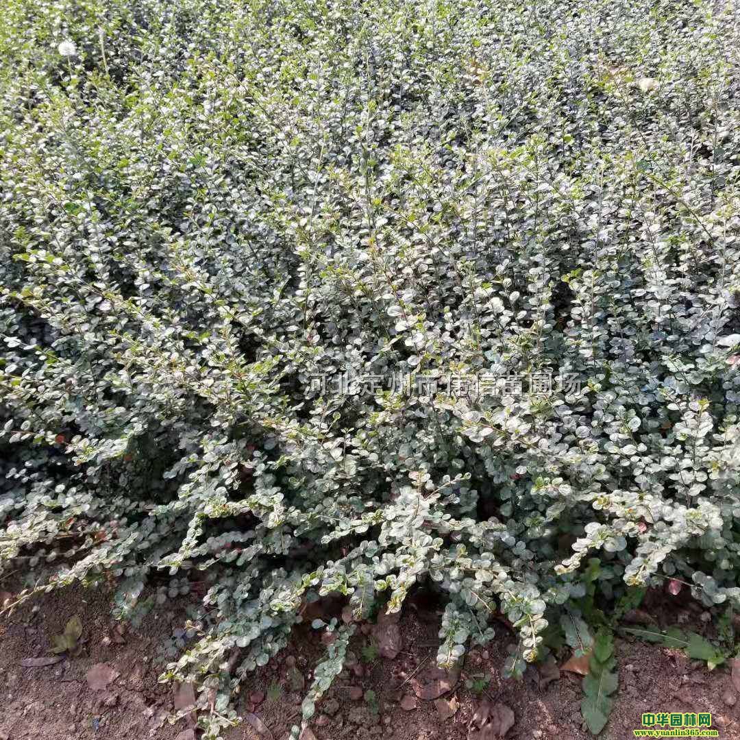 ƽ֦Ѯӡӱƽ֦Ѯӡƽ֦Ѯӻ