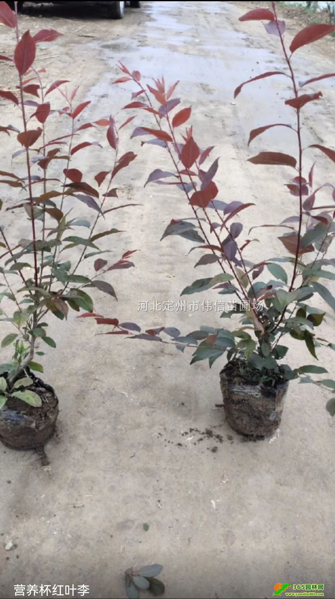 bt~ӱt~5080ּt~Gh