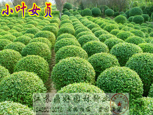 120CMС~Ůؑ硢С~Ůؑ