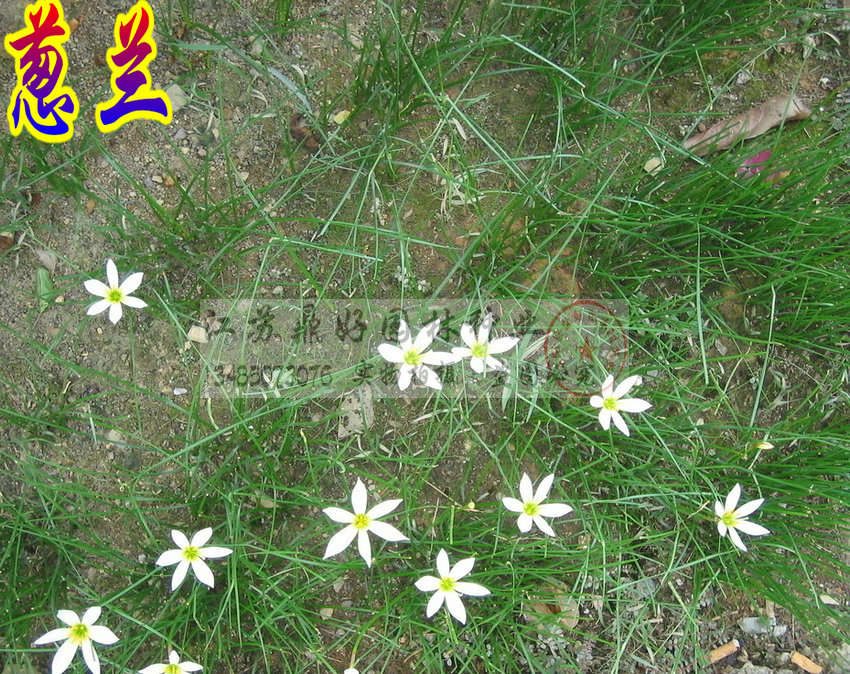 ݱرֲײݡt{ݡ[m磩