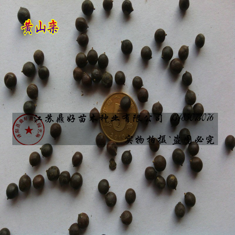 ²əNϙ衢SɽNSN