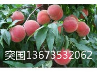 ͻɏҡtܛS桢ϡt桢S@tӵ