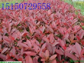 t~ʯСt~ʯt~ʯ骷N