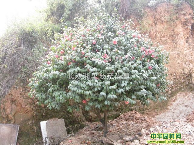 軨򡢴ؐ軨ؐõ軨ľ