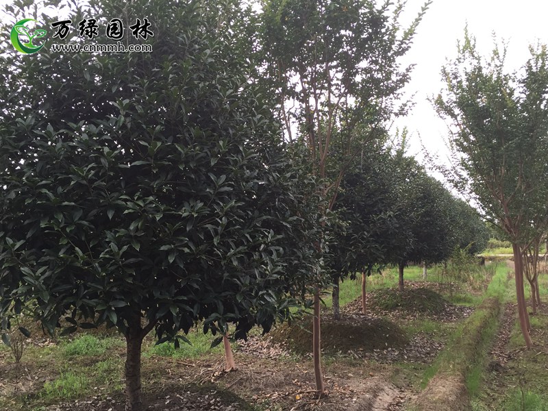 1-5cm6-10cm11-30cmֱN