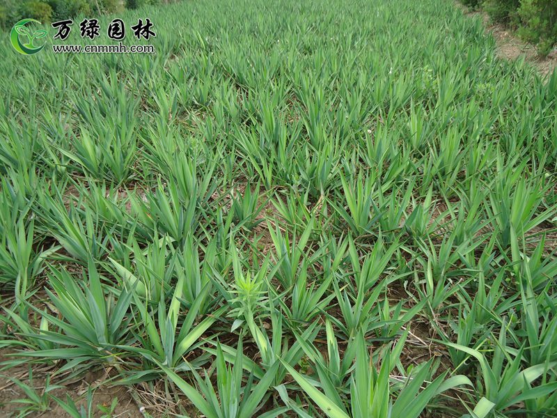 1-10֧顢10-100cmֱN