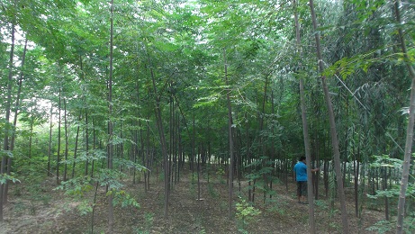 1-5cm鬡6-10cm鬡11-30cmֱN