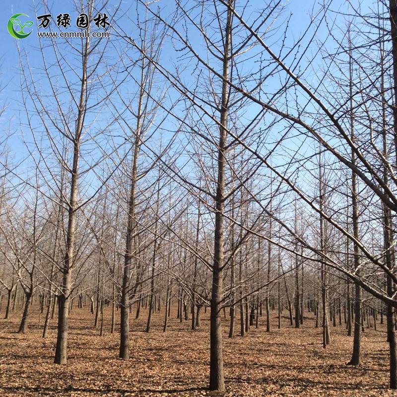 1-10cmyӡ11-30cmyľֱN