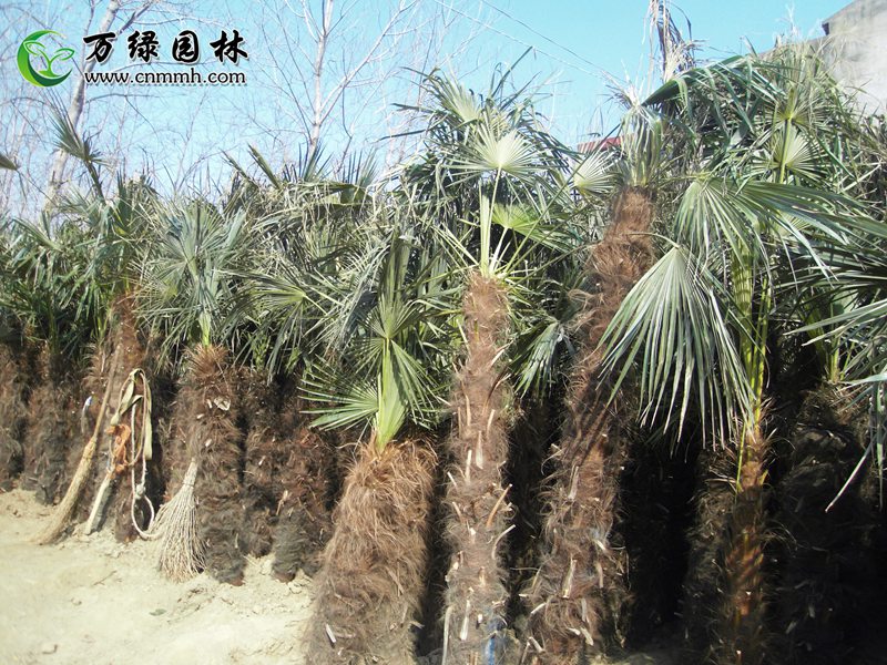 1-5cmؙ6-10cmؙ11-30cmֱؙN