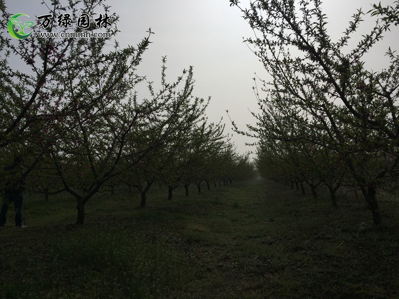 1-10cmëҘ䡢1-30cmëҘľֱN