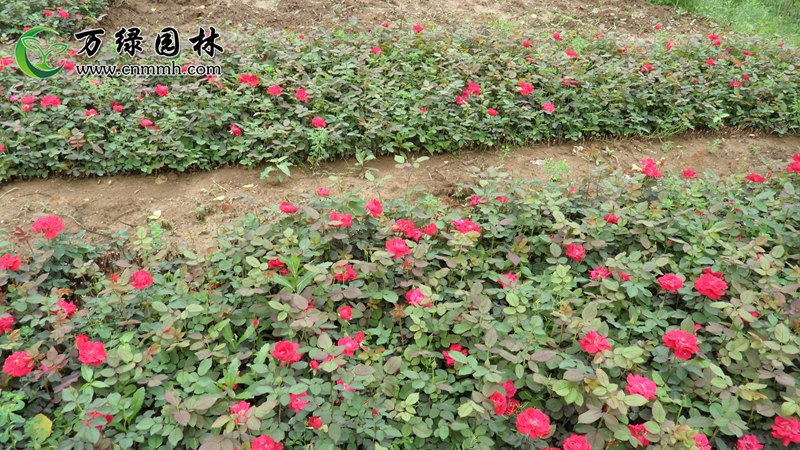 1-5m¼10-100cm¼ľֱN