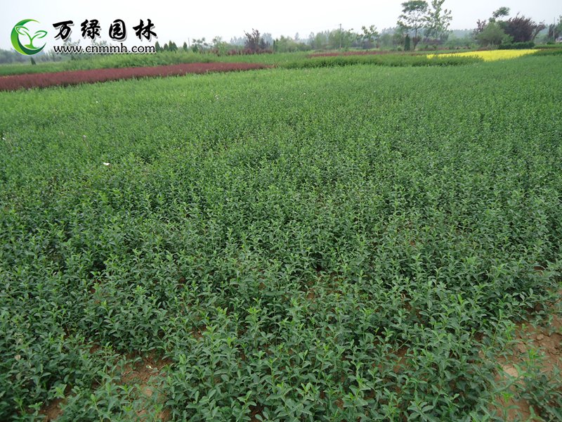 1-5m~١10-100cm~ľֱN