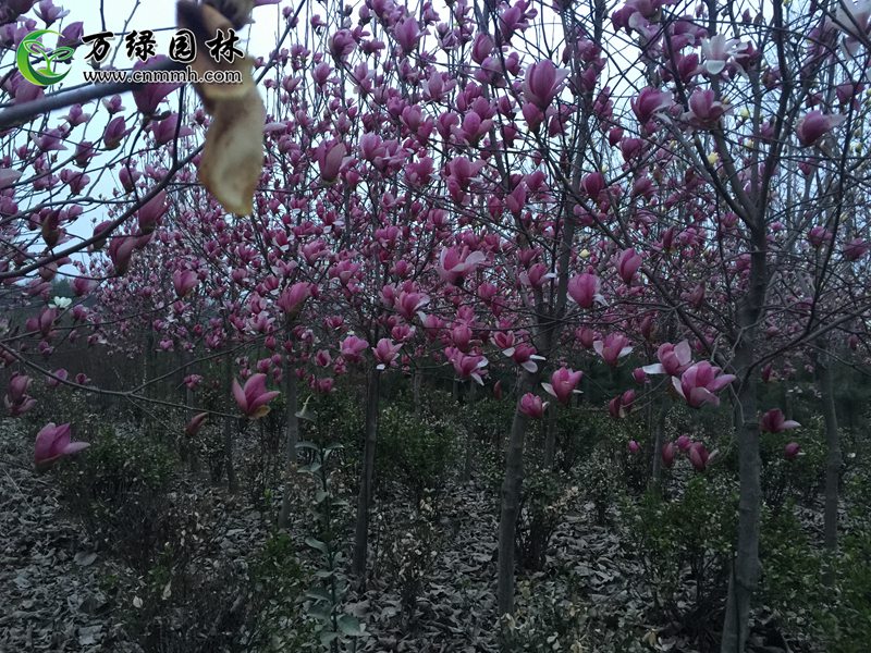 1-10cmm11-30cmmľֱN