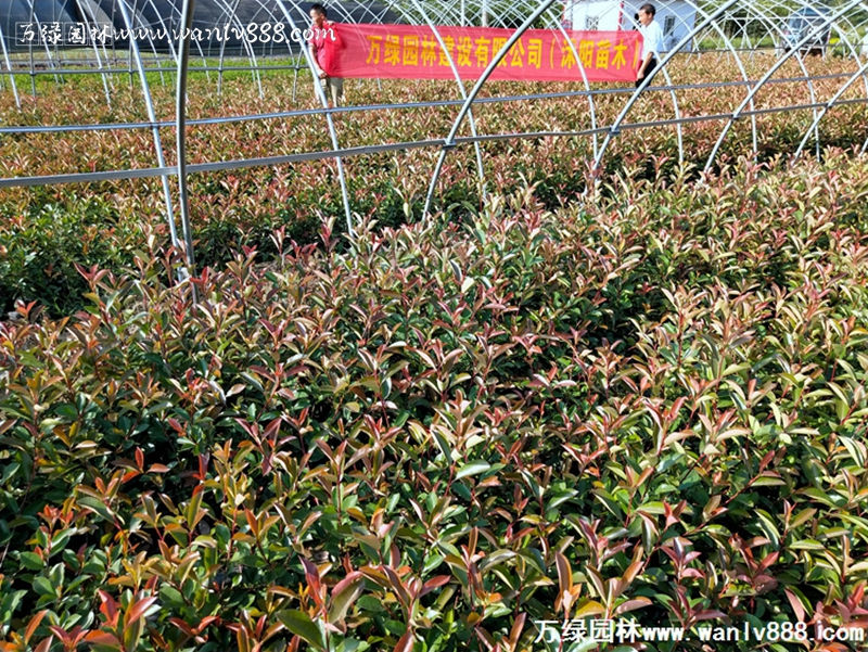 t~ʯ骴硢ʯʯ骴t~ʯ骱