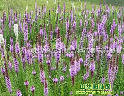 ݷNӡNӡSβNӡݷN硢ݻNӡSѷN