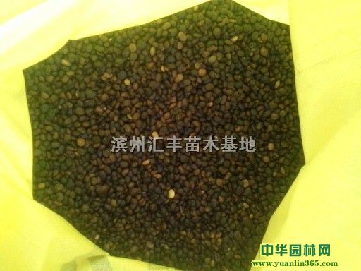 濱州匯豐苗木基地