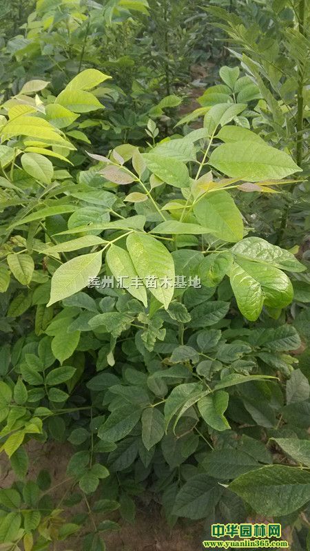 濱州匯豐苗木基地