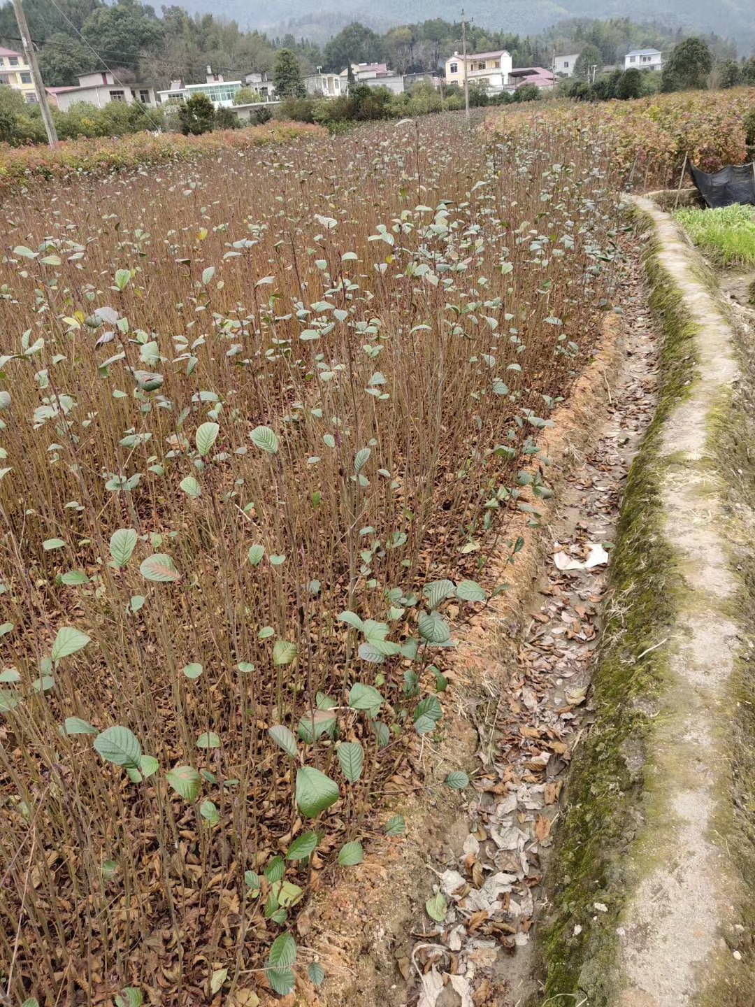 ϘľС硢ľѿ硢1-5֘ľ